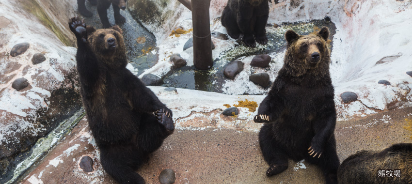 昭和新山熊牧場